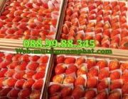 MUA TẤM XỐP PE FOAM GIÁ RẺ LÓT DÂU TẠI BÌNH DƯƠNG