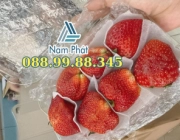 MÚT XỐP PE FOAM 5MM CHÈN LÓT TRÁI CÂY XUẤT KHẨU